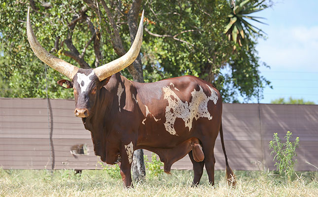 Bright future for Ankoles as bull nets R3 million at auction Sebastiaan-Ankole-bull
