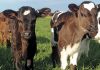 Calf health: the foundation of a productive cattle herd