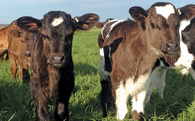 Calf health: the foundation of a productive cattle herd Calf health: the foundation of a productive cattle herd