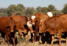 Botswana bans livestock imports from SA due to FMD outbreak