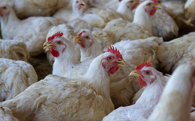 Western Cape poultry farmers brace for more bird flu cases Western Cape poultry farmers brace for more bird flu cases