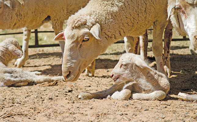 The importance of breeding seasons and good male genetics The importance of breeding seasons and good male genetics