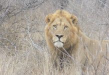 Ban on captive lion breeding could backfire – expert