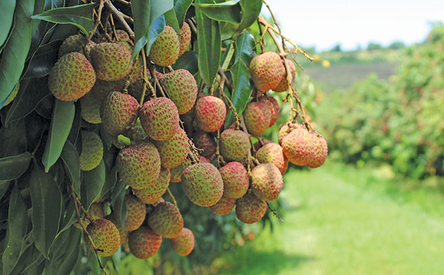 Careful management pays off for litchi grower Careful management pays off for litchi grower