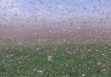SA locust outbreaks ‘a frightful scene’
