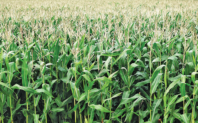 Aerial application of glyphosate on maize illegal Aerial application of glyphosate on maize illegal