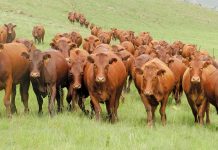 Call to reopen abattoirs in KwaZulu-Natal