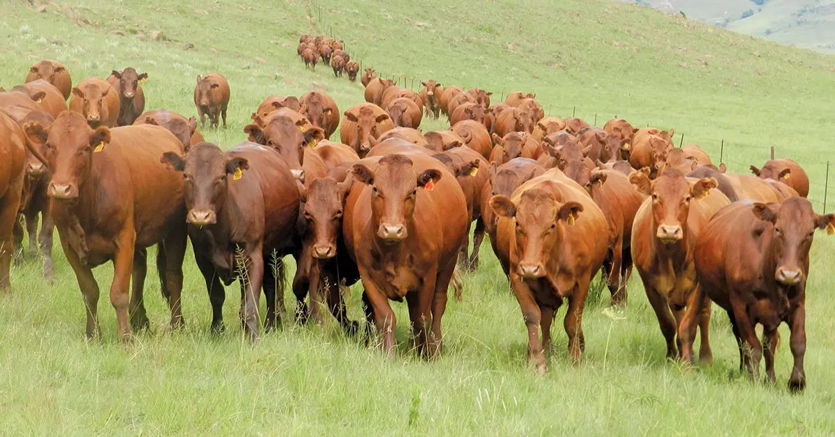 Call to reopen abattoirs in KwaZulu-Natal