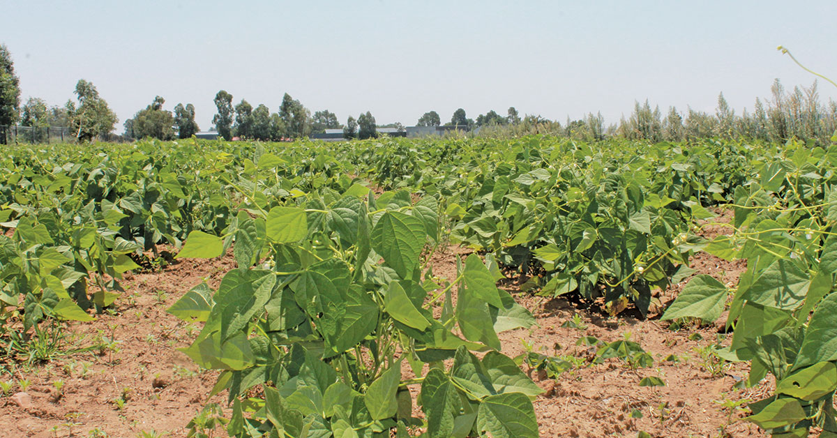 Farmer’s passion for agriculture helps uplift her community