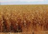 South Africa’s 2021 maize harvest nears halfway mark