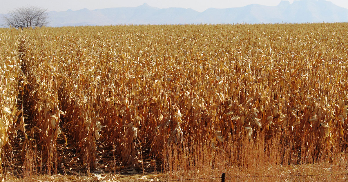 South Africa’s 2021 maize harvest nears halfway mark