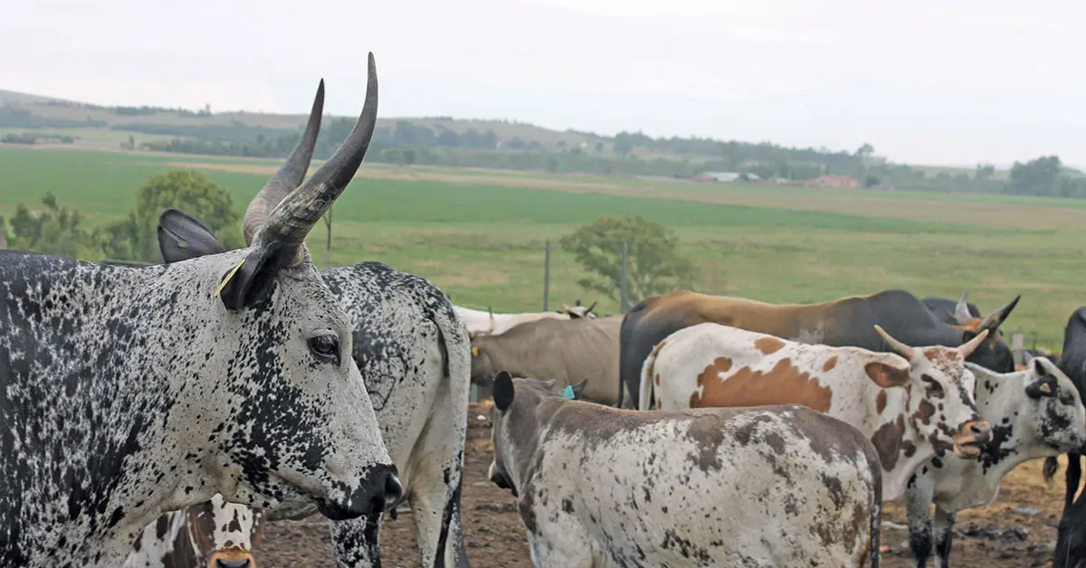 Award-winning Nguni breeder shares her formula for success