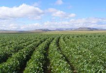 SA on track to harvest record soya bean crop