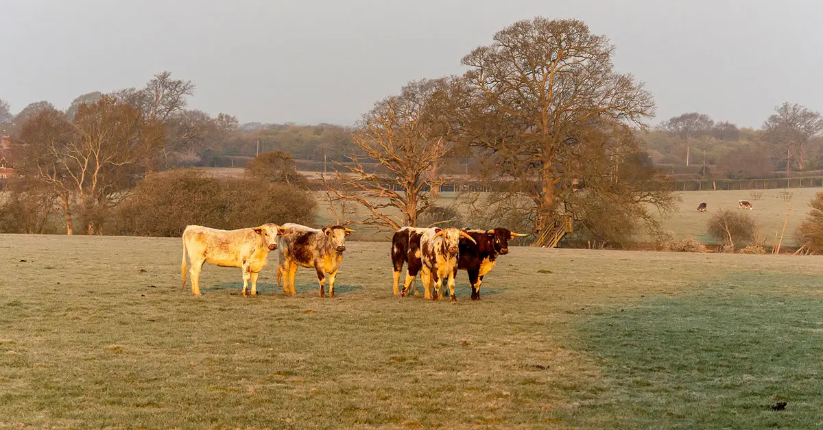 UK meat producers warn of shortage due to Brexit, COVID-19
