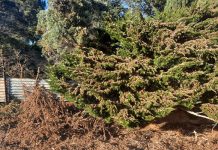 Cold weather helps contain Free State locust outbreak