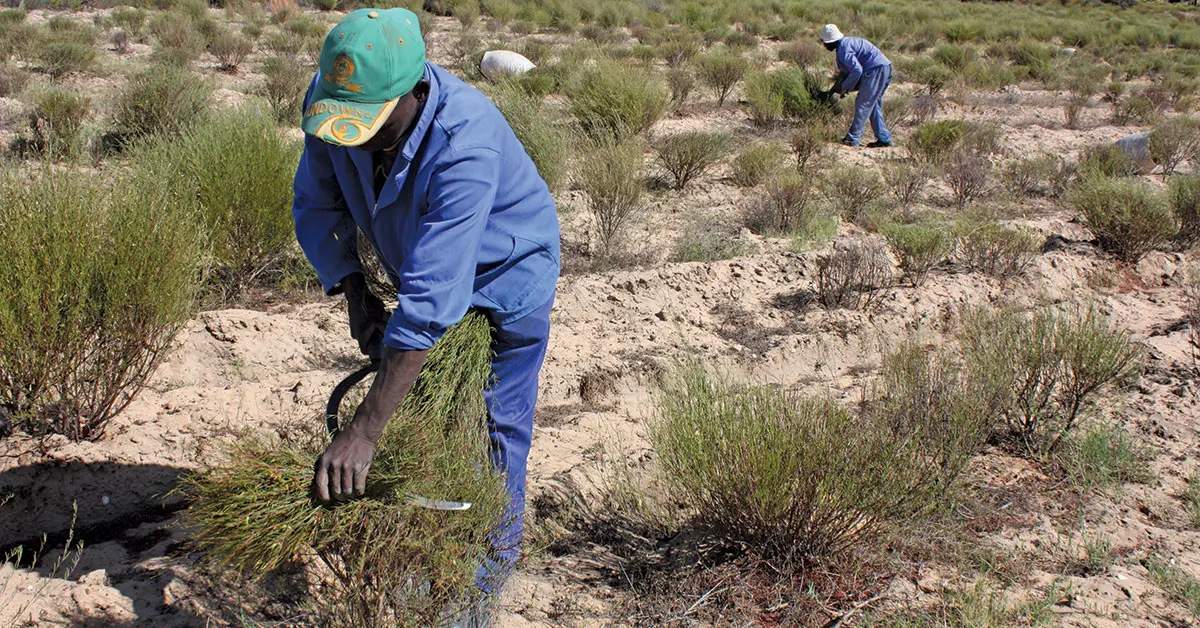 Rooibos farmers hopeful origin-status will lift weak prices
