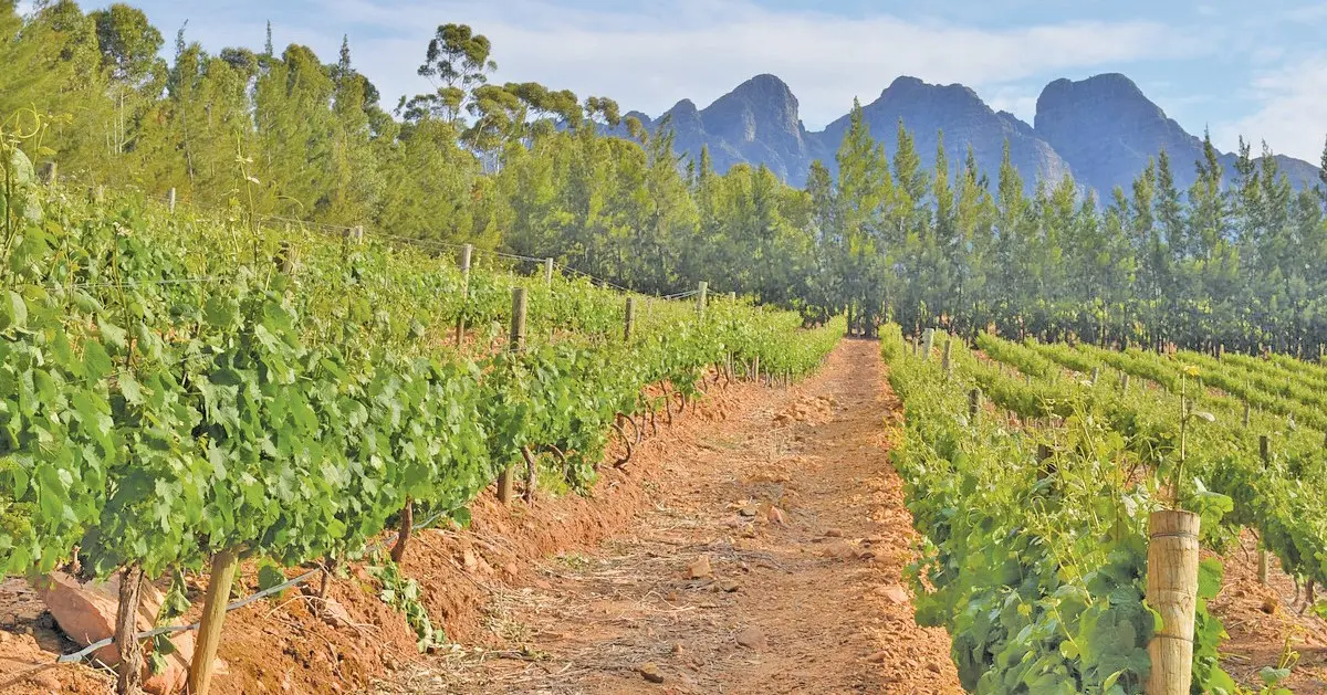 Ban on auctions and liquor sales ‘unacceptable’ – Agri SA