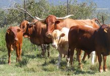 Foot-and-mouth disease outbreak in KZN contained
