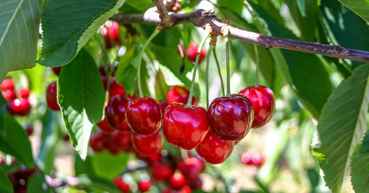 US farmworkers forced to work at night as temperatures soar
