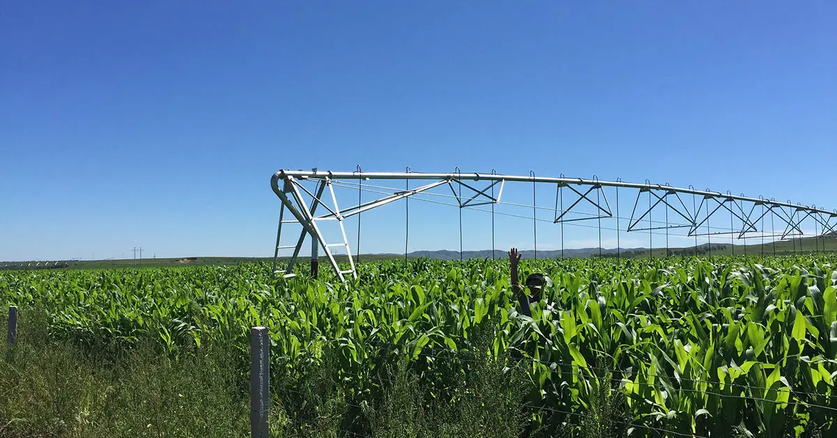 Farmers in China planting maize at expense of other crops