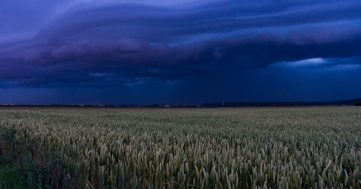 Adverse global weather creates potent bull market for wheat