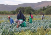 Agri department’s extension officer recruitment drive stalls