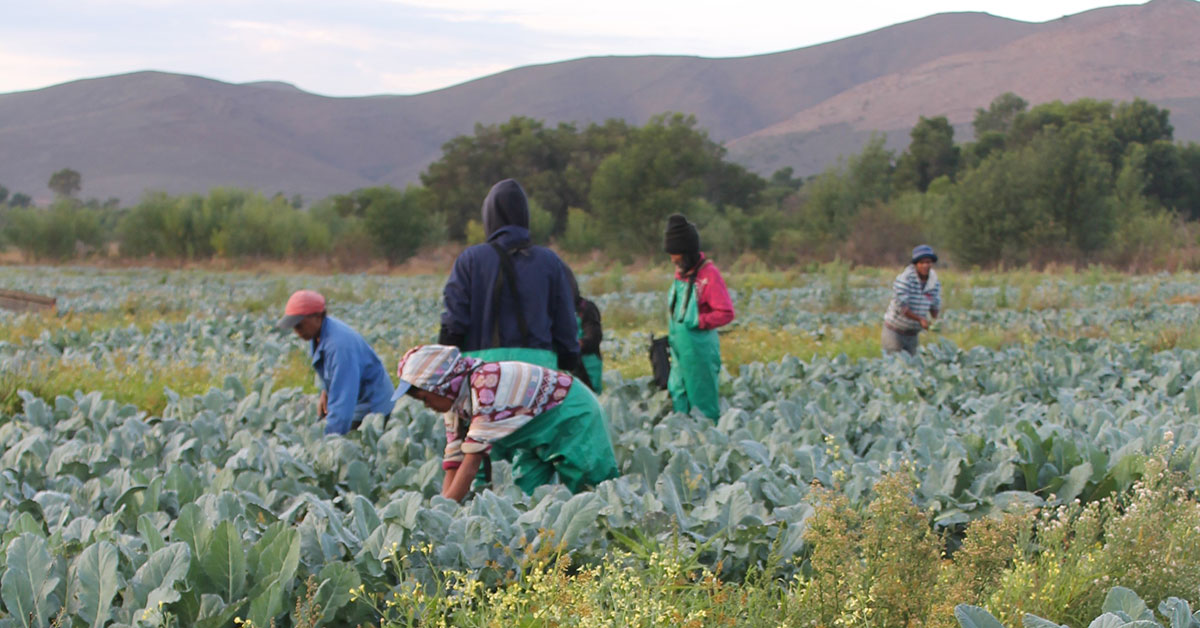 Agri department’s extension officer recruitment drive stalls