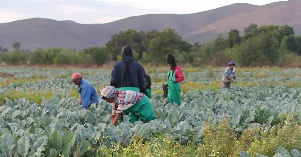 Agri department’s extension officer recruitment drive stalls