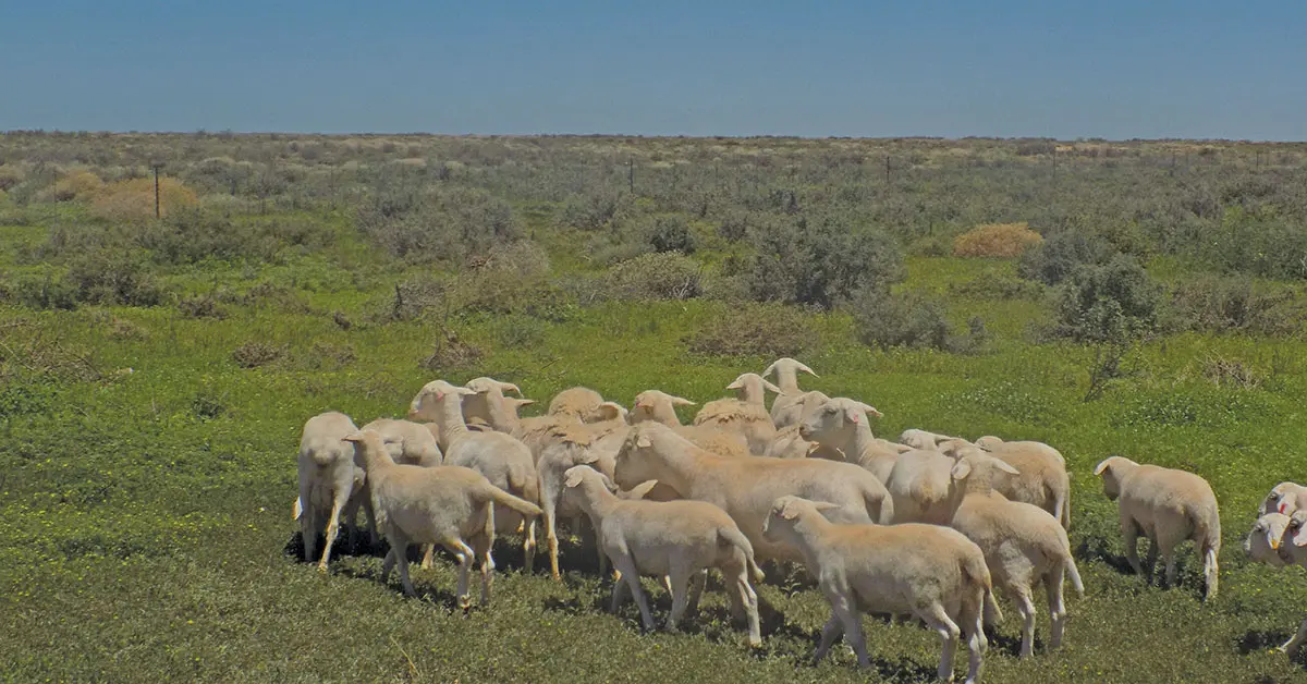 Northern Cape sheep farmer’s lessons from the drought