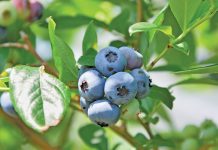 Mushy blueberries could sink the industry