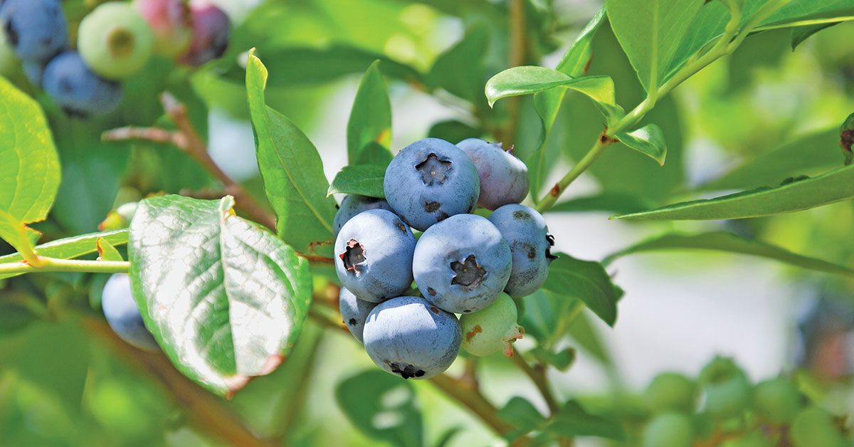 Mushy blueberries could sink the industry