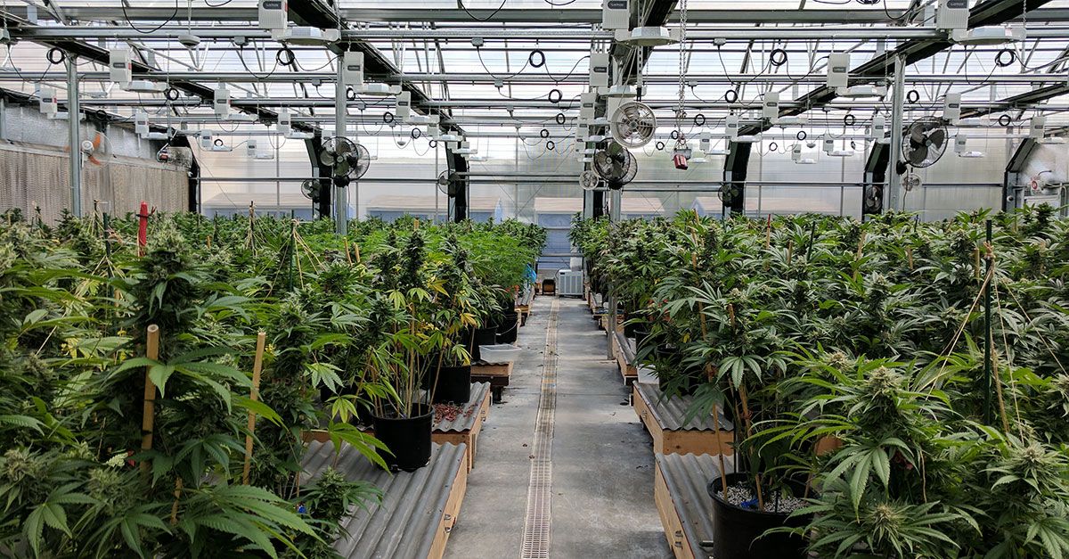 Prohibitive cannabis legislation costing SA opportunities
