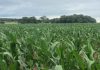 Striving for optimal maize yields