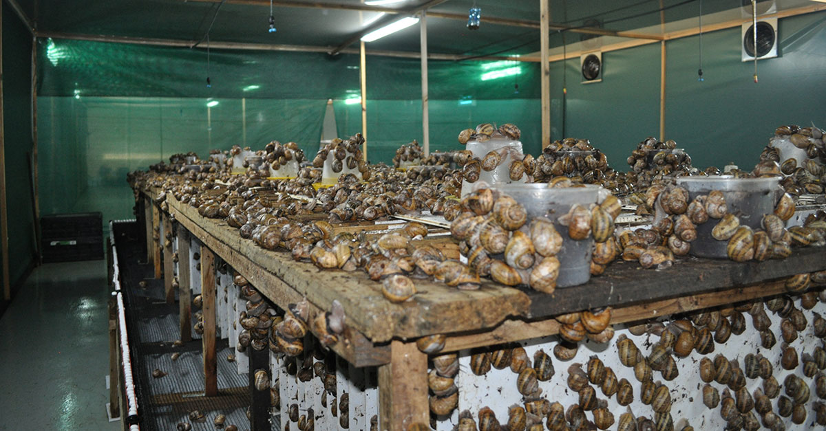 Snails: an industry filled to the brim with opportunities