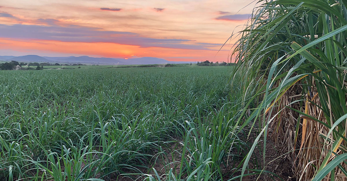 Crisis deepens for KZN sugar farmers as unrest lingers
