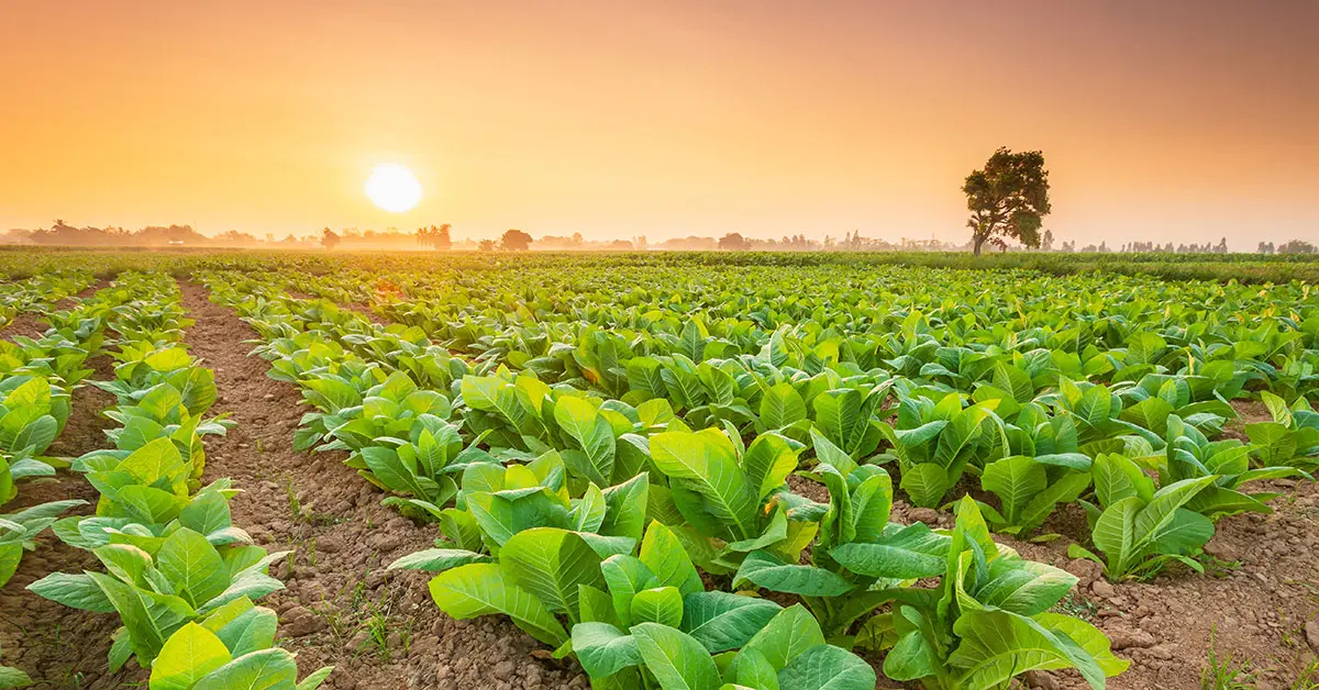 South Africa’s ‘real tobacco wars’