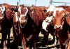 Backgrounding beef animals for higher profit