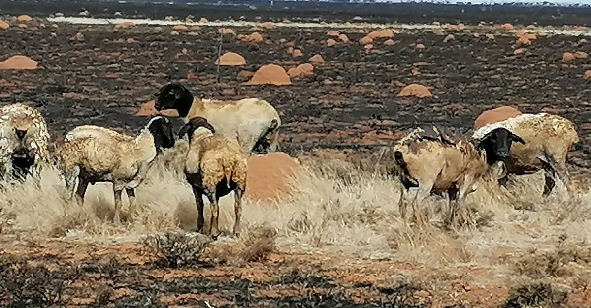 Fires destroy vast tracks of Northern Cape, North West