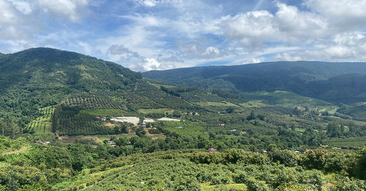 The fascinating history of Amorentia Nursery