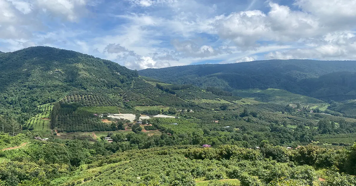 The fascinating history of Amorentia Nursery