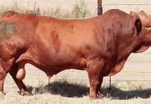 Reasons behind SA’s high bull prices under scrutiny