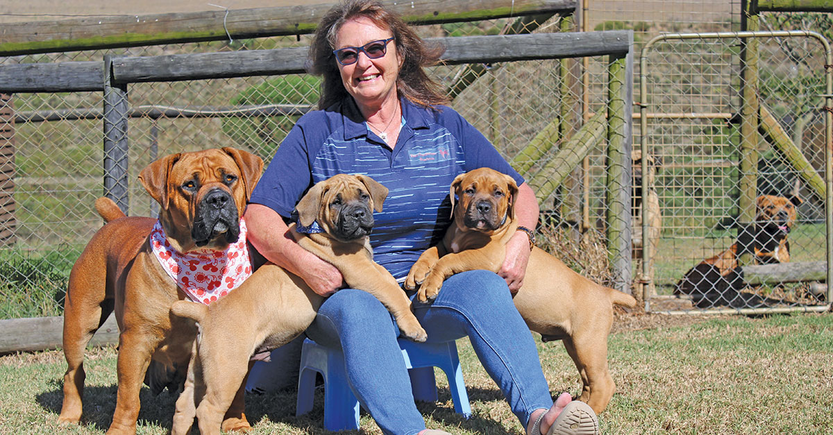 Breeding bobaas boerboels