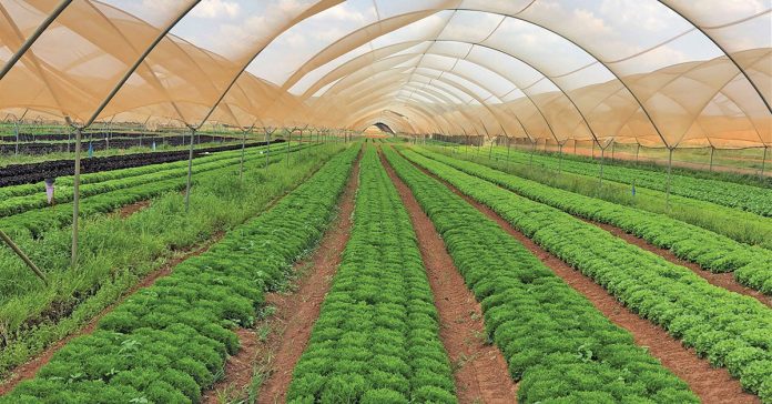 Shade nets are used in the production of salad vegetables, as these are sensitive to sunlight, heat and wind.