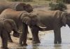 Sharp rise in elephant numbers a threat to farms in Namibia