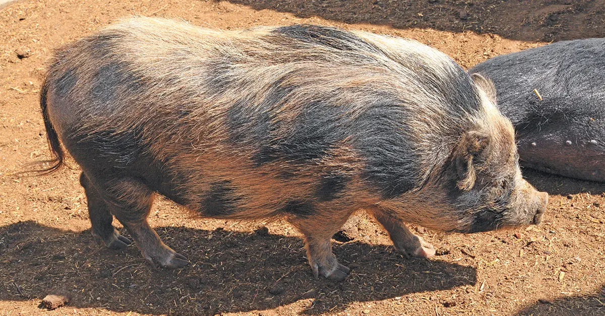 The Kolbroek breed