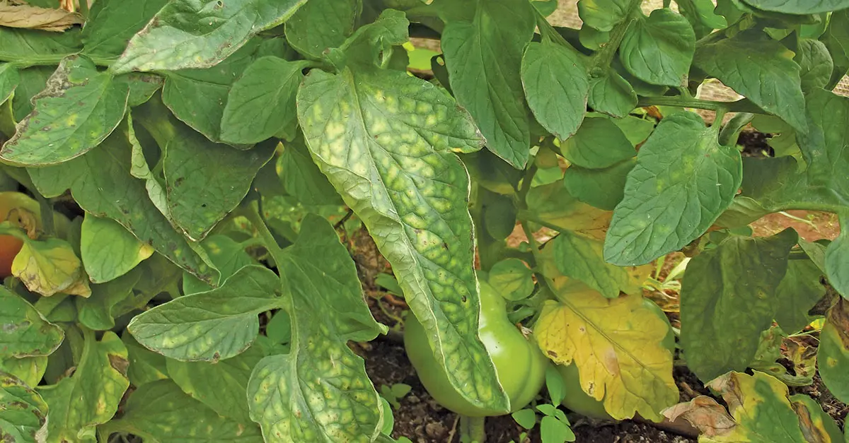 Element deficiencies in a crop