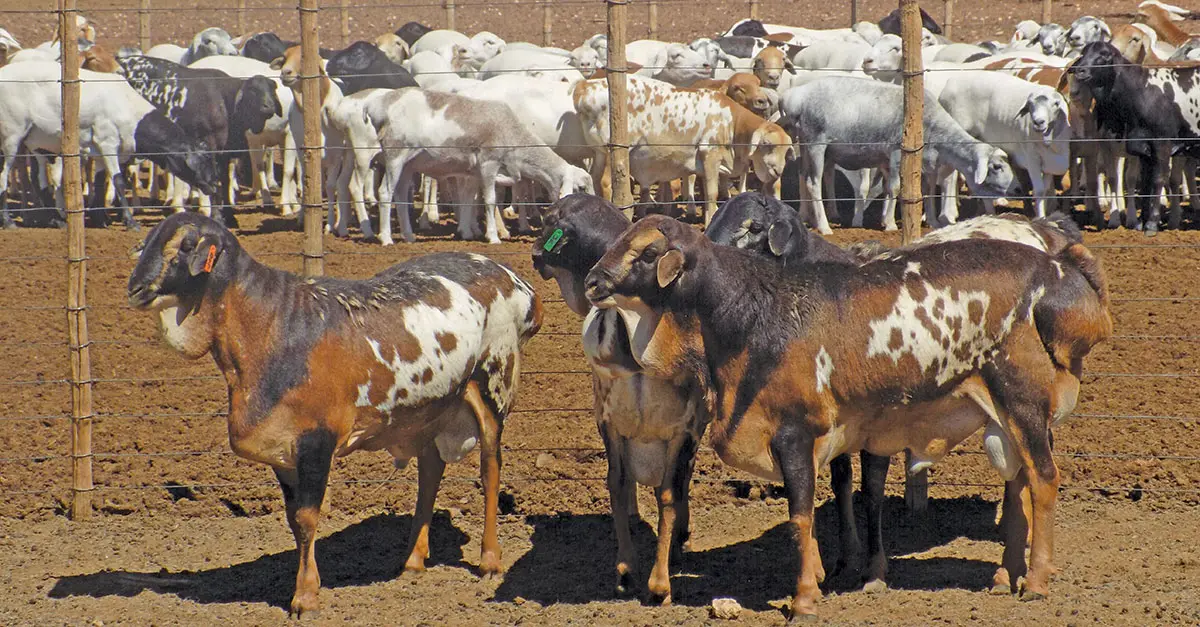 Painted Persian sheep demand a handsome profit