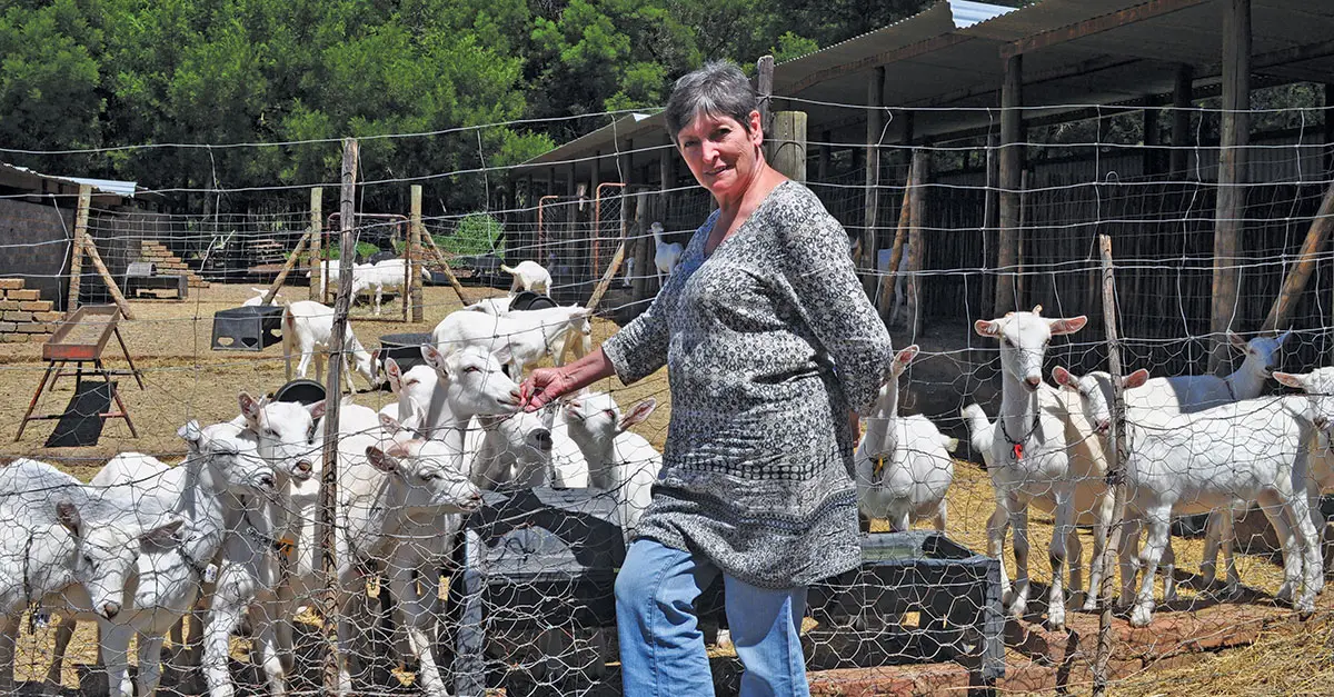 Superior goats and award-winning cheeses