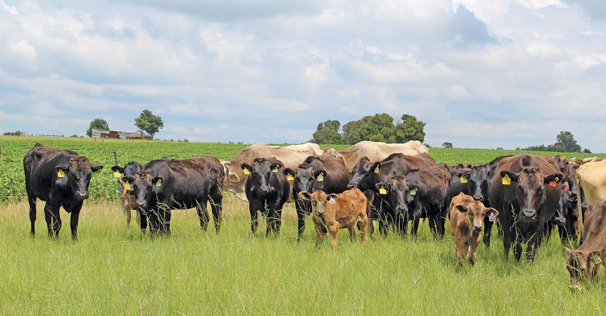 Wagyu beef: ‘It’s worth the extra work’