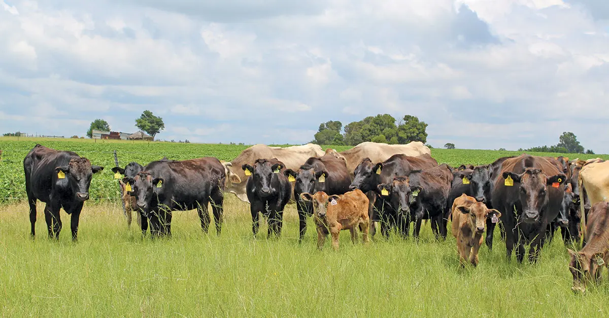 Wagyu beef: ‘It’s worth the extra work’